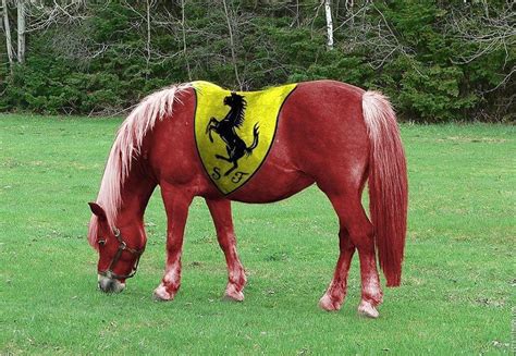 ferrari horses